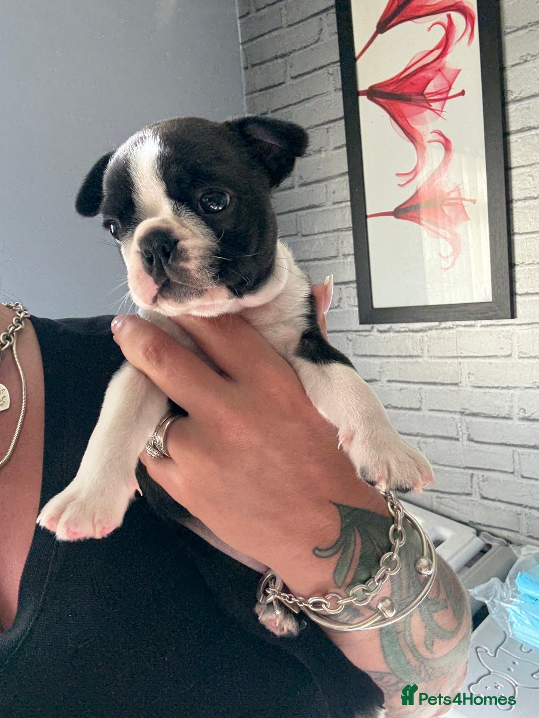 Boston Terrier dogs for sale: Kc Boston terrier  - Image 8