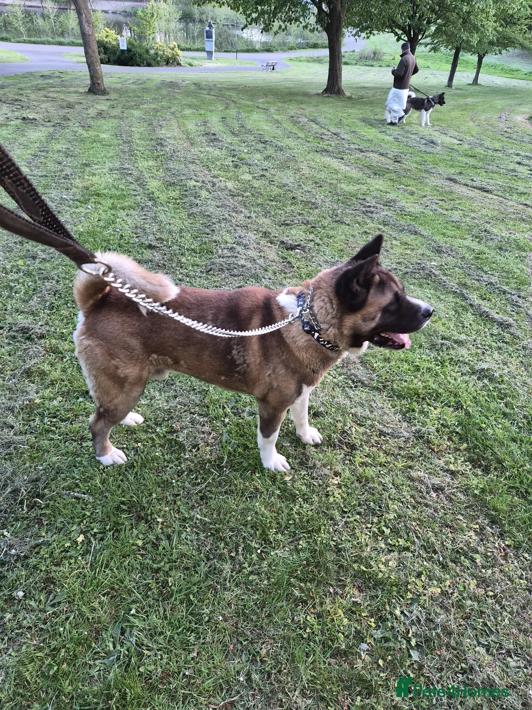 Akita dogs for sale: ⭐ Stunning American Akita – 2.5 Years Old  ⭐ - Advert 2
