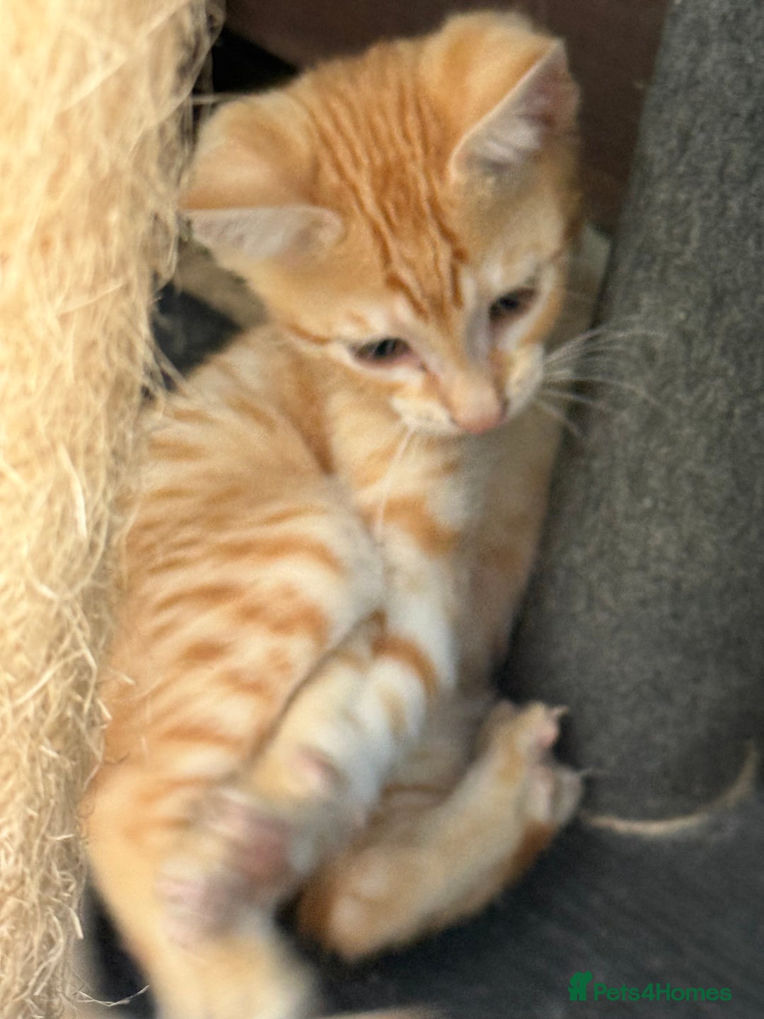 Savannah cats for sale: Savannah F6 kittens - Image 7