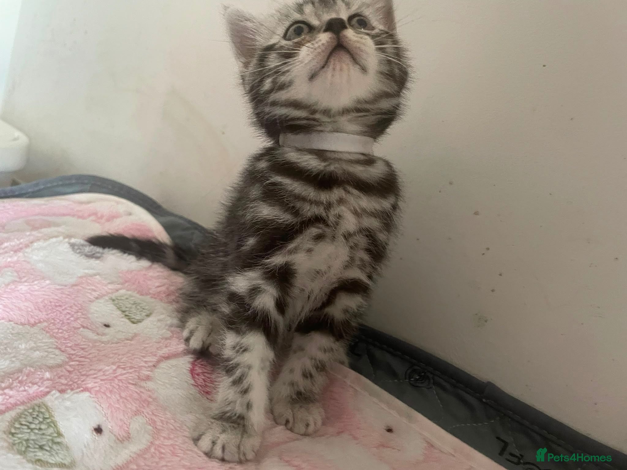 British Shorthair cats Classic tabby and spotted british shorthair girls - Advert 6