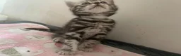 British Shorthair cats for sale: Classic tabby and spotted british shorthair girls - Advert 1