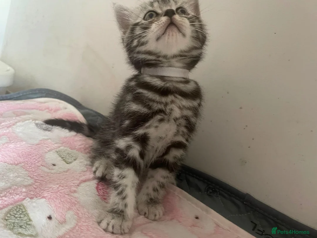 British Shorthair cats for sale: Classic tabby and spotted british shorthair girls - Advert 1