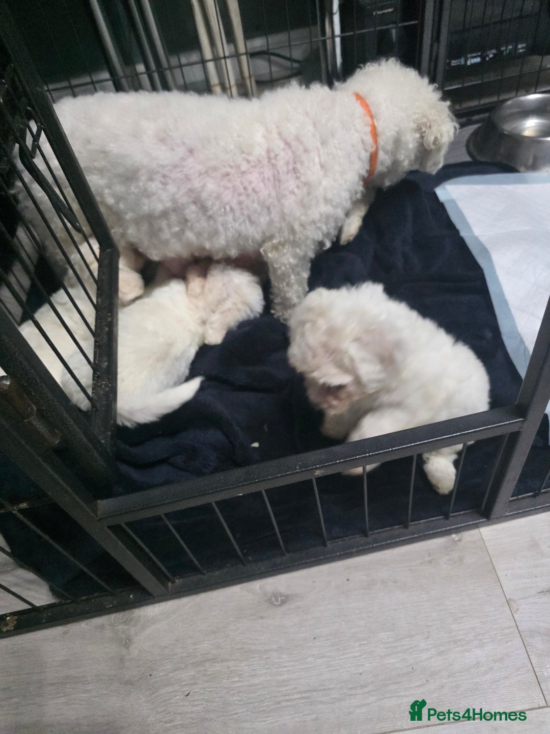 Bichon Frise dogs for sale: 4 bichon frise pedigree pups for sale  - Image 6