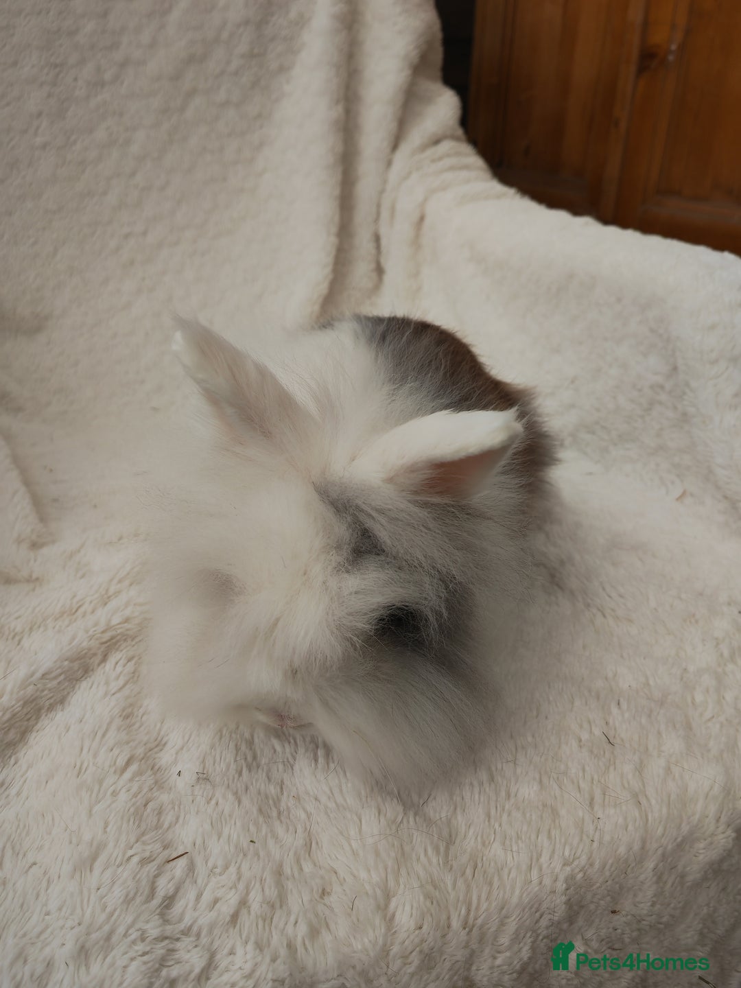 Lionhead rabbits for sale: Mini lion head, double mane, full face in Boston - Image 10