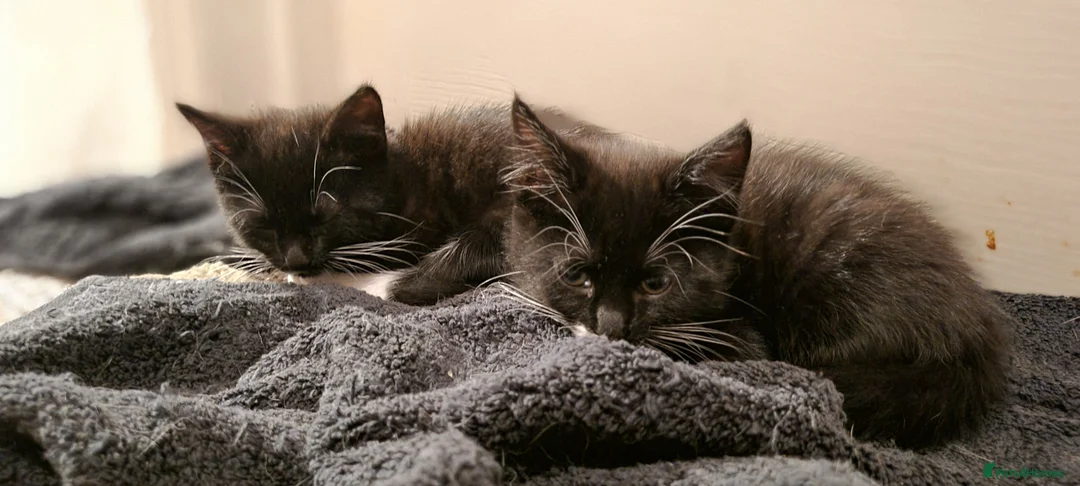 British Shorthair cats for sale: Black and white kittens  - Advert 2