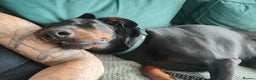 Dobermann dogs for sale: 4 year old Male Doberman looking for forever home - Advert 7