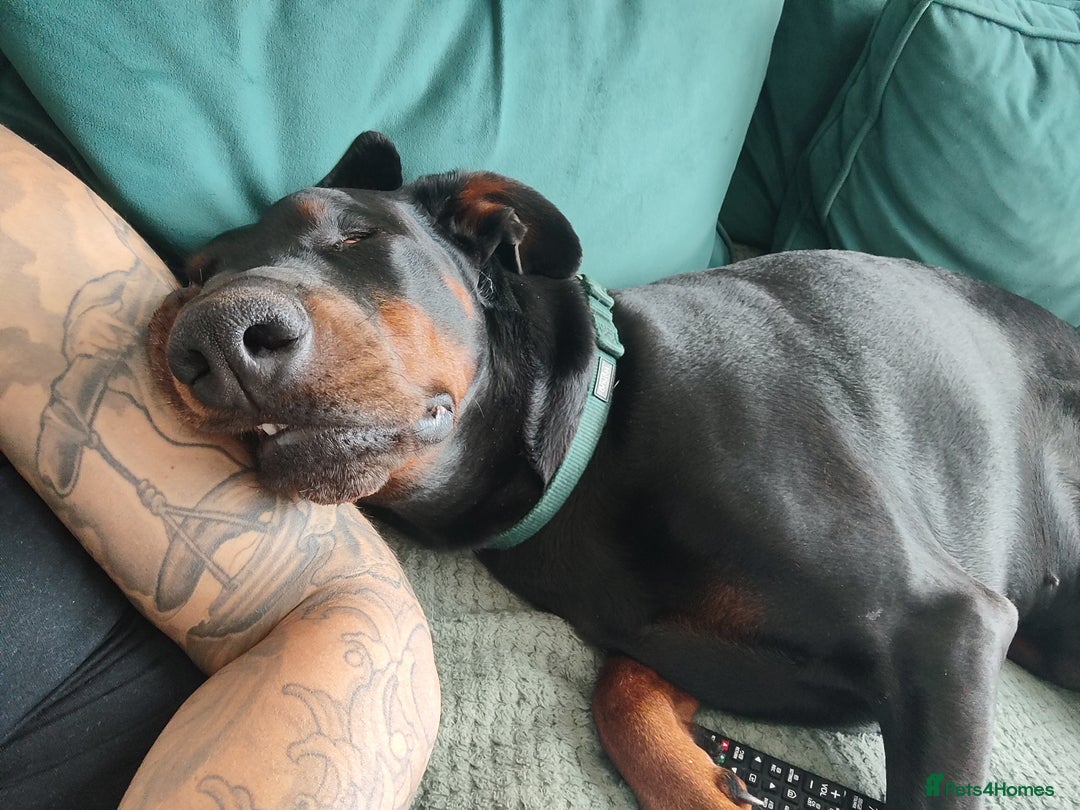 Dobermann dogs for sale: 4 year old Male Doberman looking for forever home - Image 7