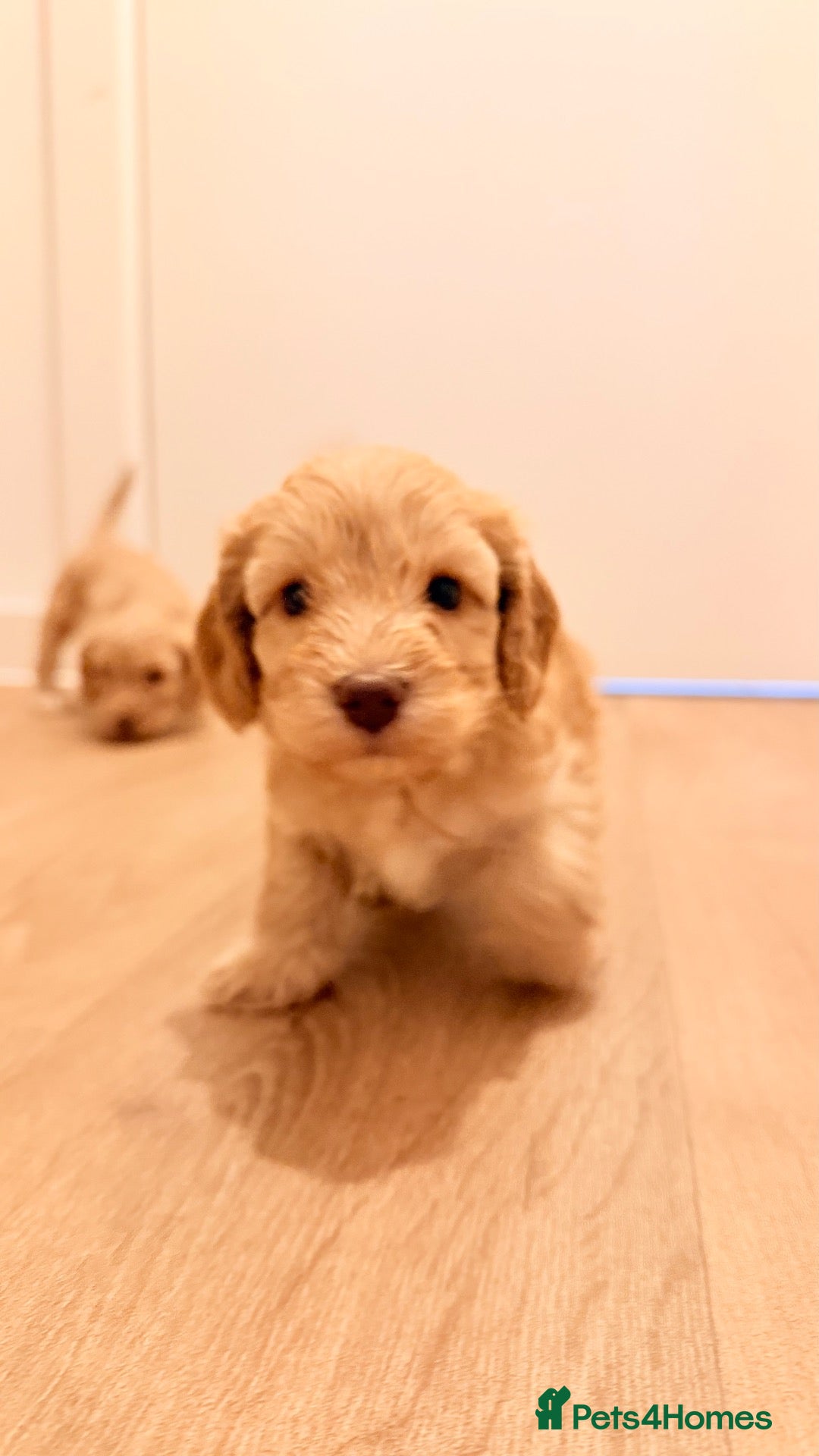 Cockapoo dogs 🐾 Gorgeous F2 Cockapoo Puppies 🐾 - Advert 1