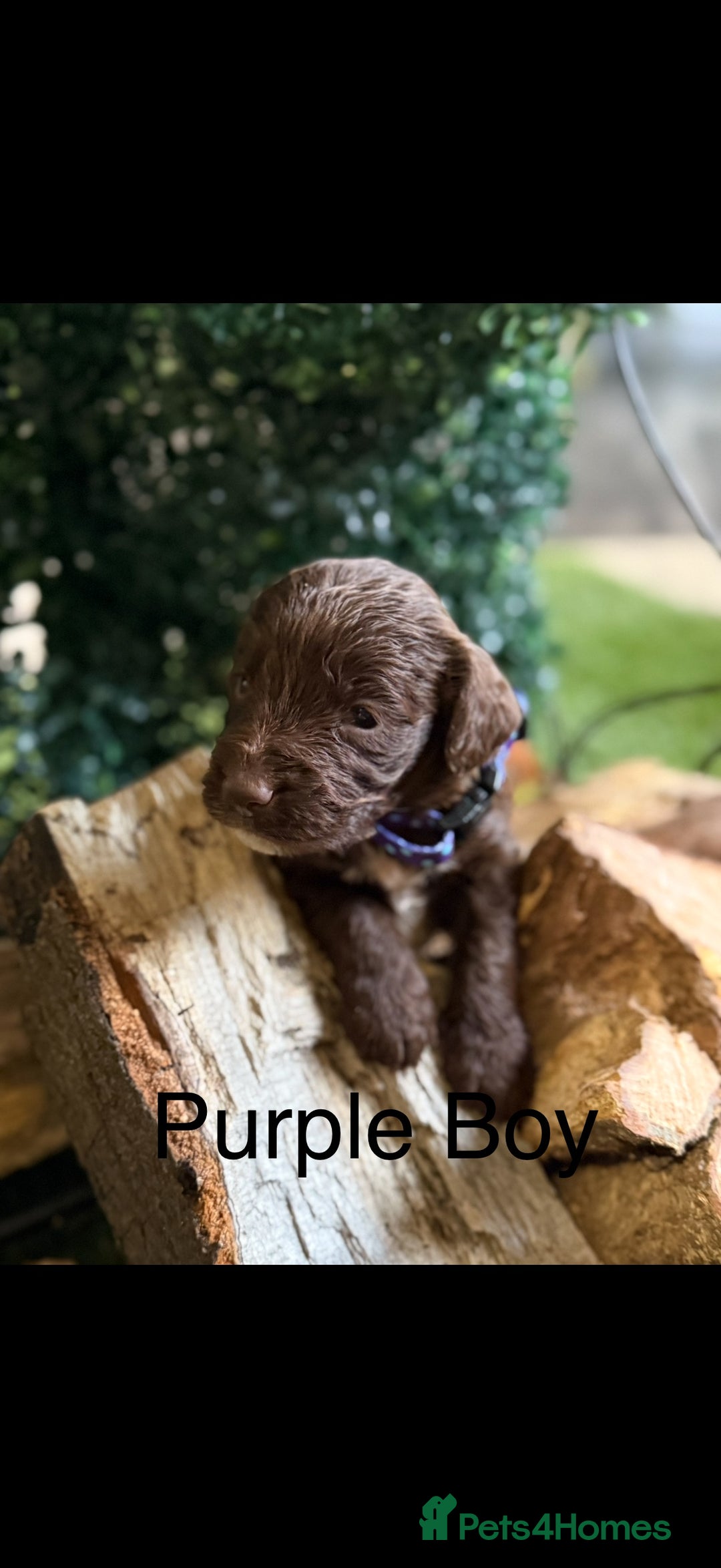 Cockapoo dogs for sale: F1 Cockapoo ( health tested parents) - Image 11