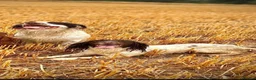English Springer Spaniel dogs for sale: Quality English Working Springer Spaniel Puppies - Advert 13