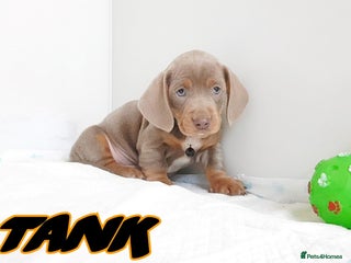 Miniature Dachshund dogs Stunning mini Dax Boy Available 😍 - Advert 1