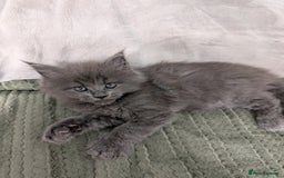 Maine Coon cats for sale: Beautiful Maine Coon Kittens - Image 27