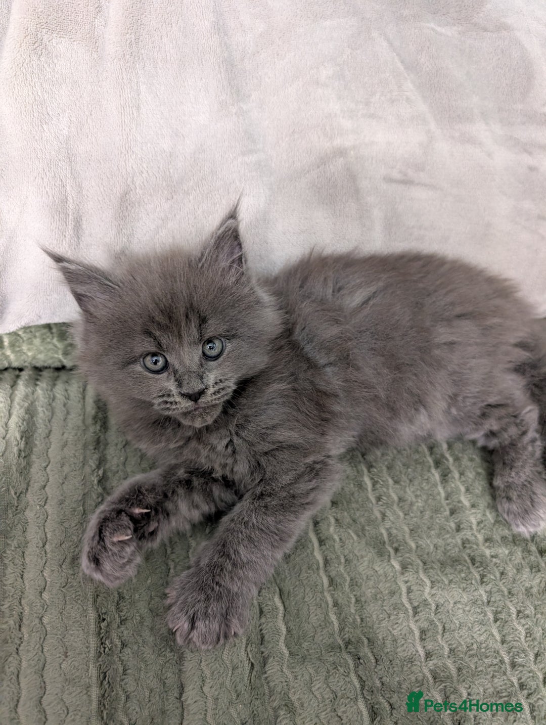 Maine Coon cats for sale: Beautiful Maine Coon Kittens - Image 27