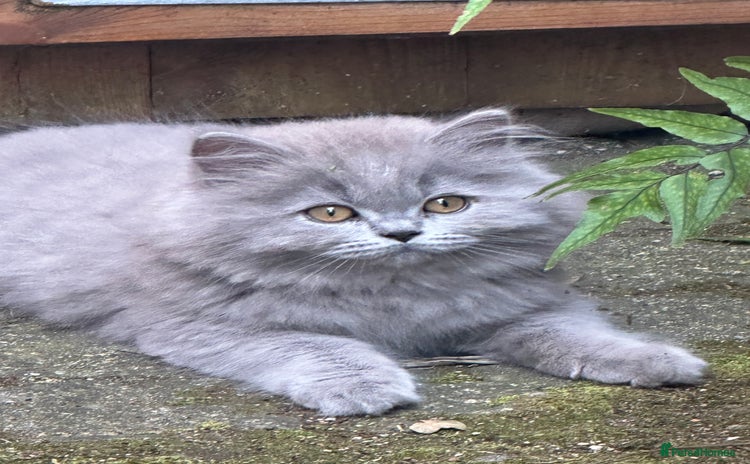 British Shorthair cats - Advert 1
