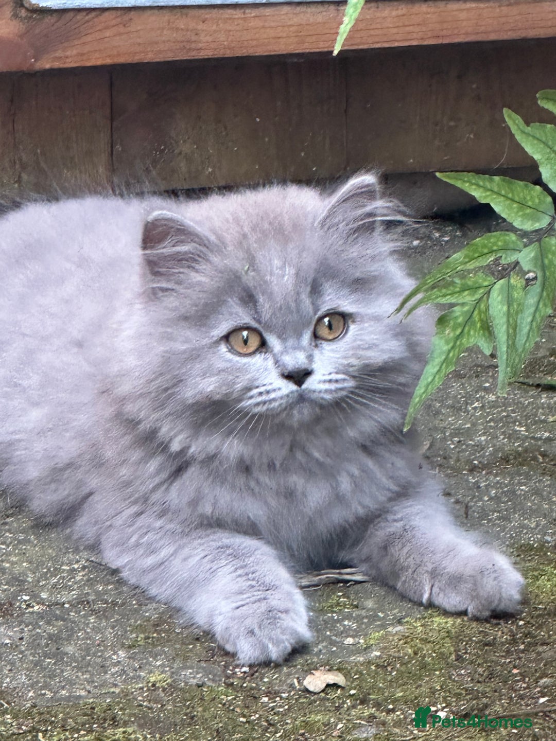 British Shorthair cats for sale: REDUCED - Image 21