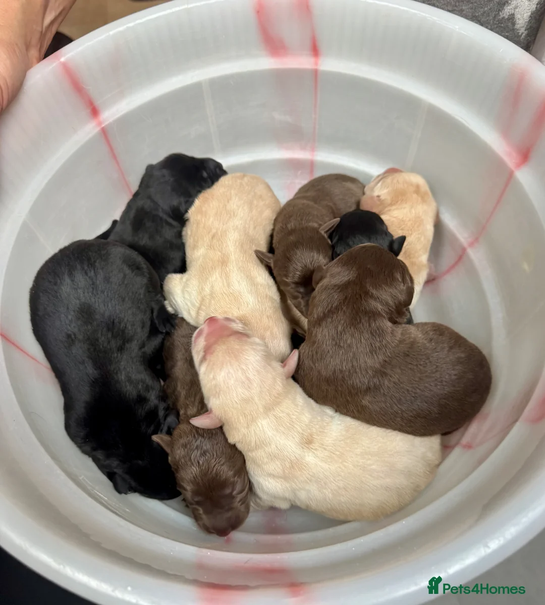 Labrador Retriever dogs for sale: Ready 11 July: Excellent Labradors - Advert 2