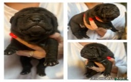 Shar Pei dogs for stud: EXPERIENCED LICAC DILUTE STUD **WELL PROVEN** in Wetherby - Image 15