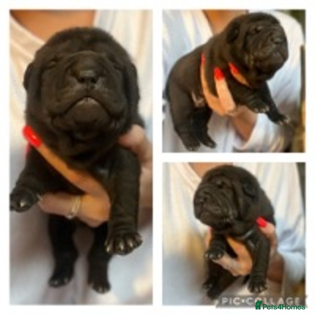 Shar Pei dogs for stud: EXPERIENCED LICAC DILUTE STUD **WELL PROVEN** in Wetherby - Image 15
