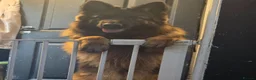 German Shepherd dogs for sale: Loving Home Needed for Bonded German Shepherd Pair - Advert 7