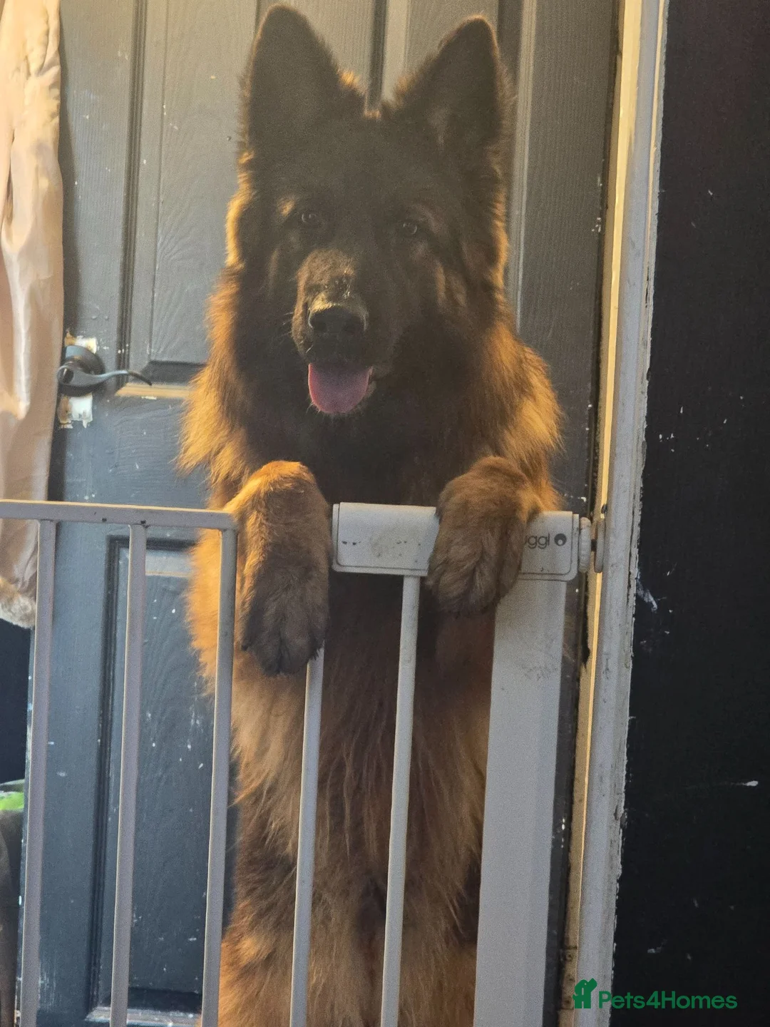 German Shepherd dogs for sale: Loving Home Needed for Bonded German Shepherd Pair - Advert 7