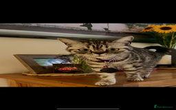 British Shorthair cats for sale: Sweet Lyla: Your New Best Friend!💖 - Image 4