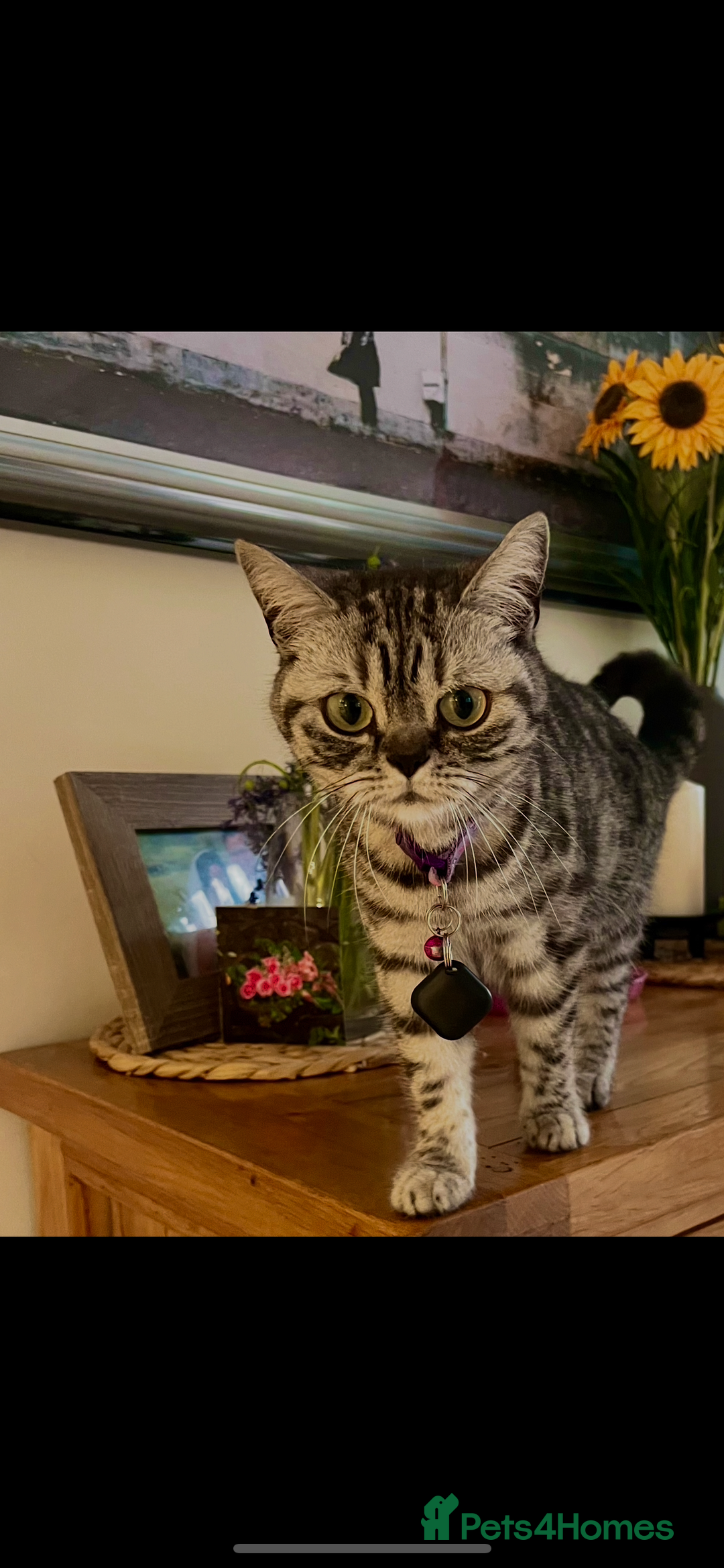 British Shorthair cats for sale: Sweet Lyla: Your New Best Friend!💖 - Image 4