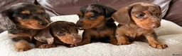 Miniature Dachshund dogs for sale: Stunning Dapple Miniature Dachshund’s  - Advert 17
