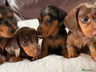 Miniature Dachshund dogs Stunning Dapple Miniature Dachshund’s - Advert 3