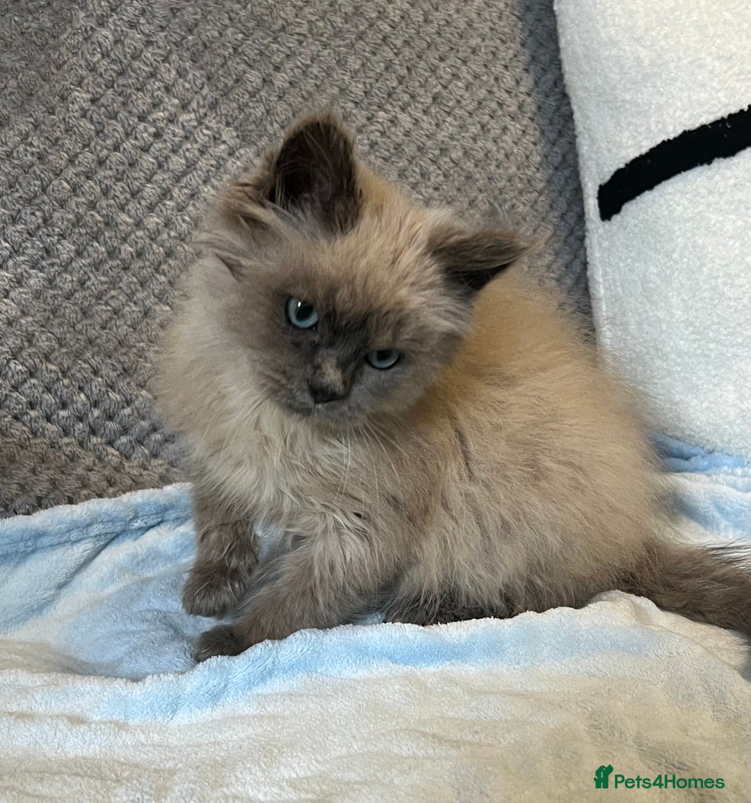 Ragdoll cats for sale: Blue point Ragdoll Male Kitten - Advert 1