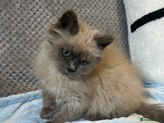 Ragdoll cats Blue point Ragdoll Male Kitten - Advert 1