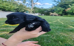 Bordoodle dogs for sale: Borderdoodle  Free five weeks insurance  - Image 16