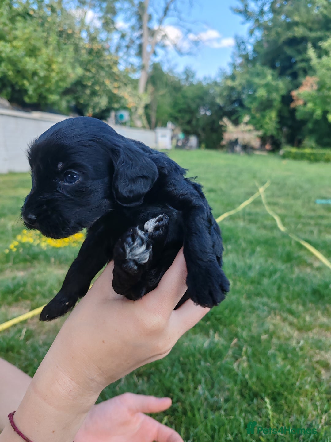 Bordoodle dogs for sale: Borderdoodle  Free five weeks insurance  - Image 16