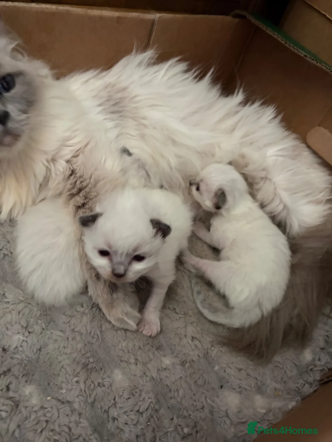 Ragdoll cats for sale: Amazing pure ragdolls  - Advert 2