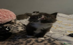 Mixed Breed cats for sale: Female kitten looking for home - Image 28
