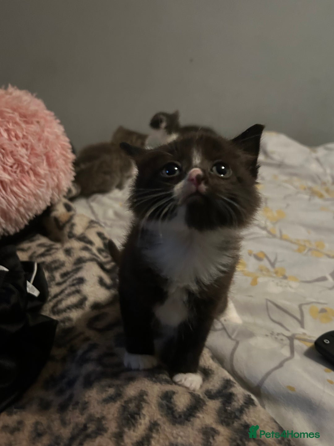 Mixed Breed cats for sale: Female kitten looking for home - Image 28
