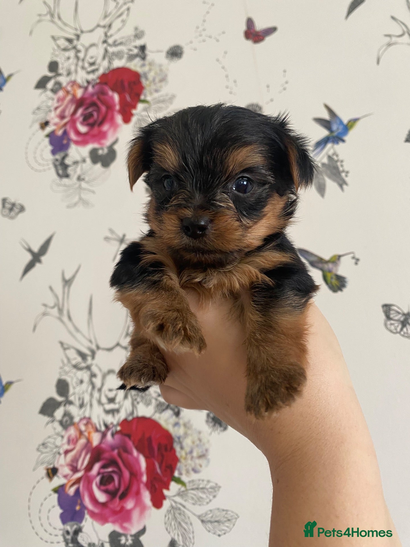 Yorkshire Terrier dogs 1 Beautiful boy minature yorkshire terrier💙 - Advert 6