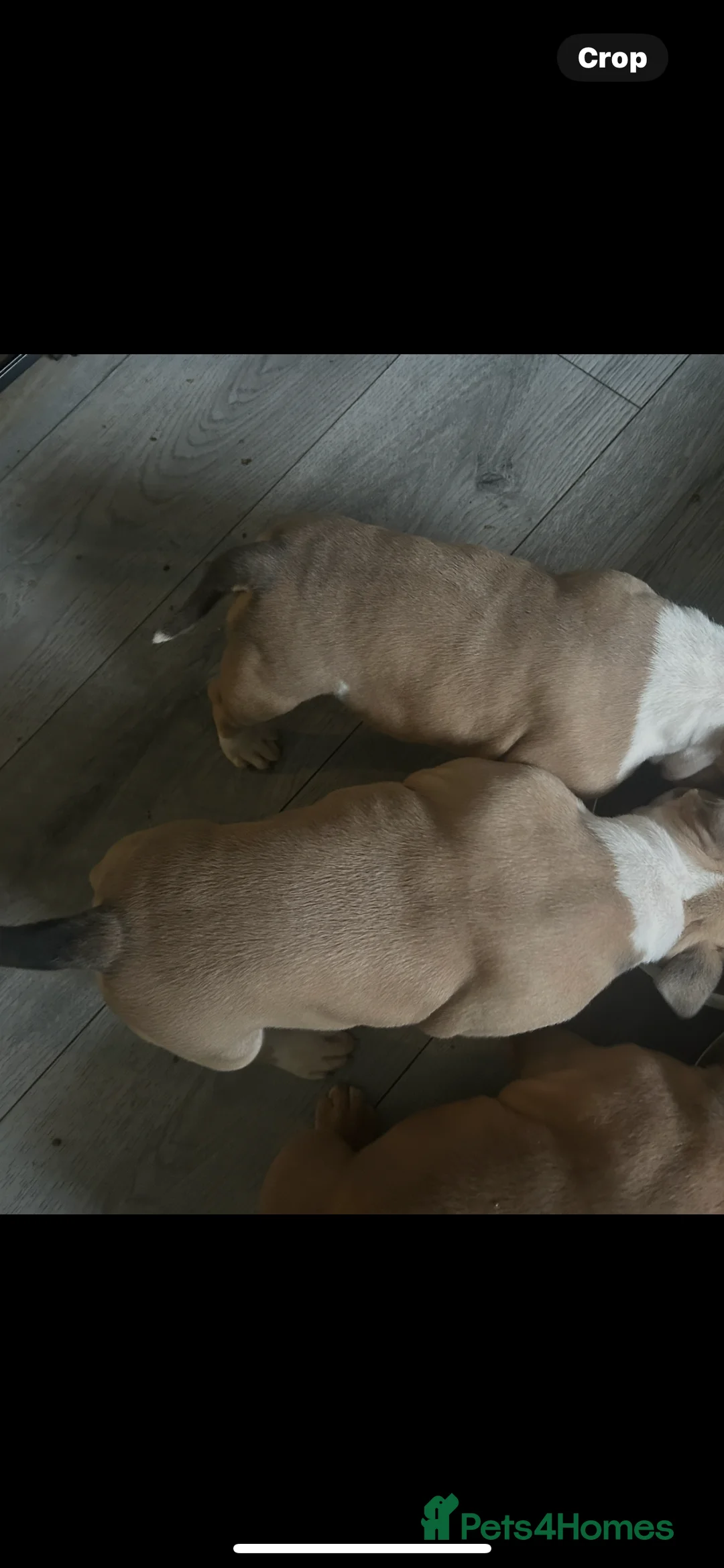 American Bully dogs for sale: American pocket bully’s  - Advert 4