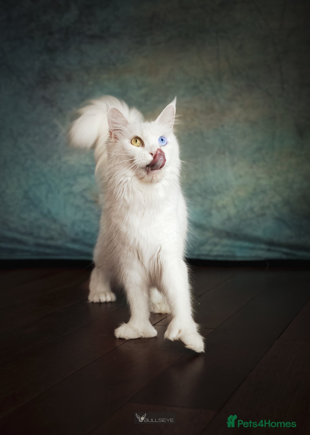 Maine Coon cats for sale: White Polydactyl boy / Russian import parents - Advert 5