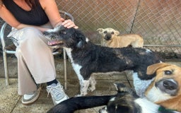 Mixed Breed dogs for adoption: Irina - Norwich Norfolk  - Image 8