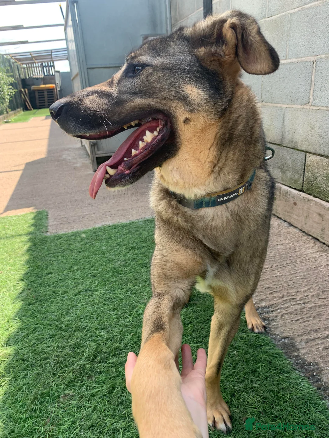 Mixed Breed dogs for adoption: Meet Ozzy, currently residing in Cheshire  in Nantwich - Advert 29