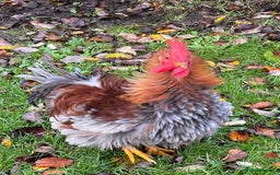 Chickens poultry for sale: 3 month old medium cockerels - Image 1