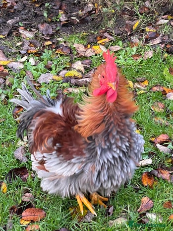 Chickens poultry - Advert 2