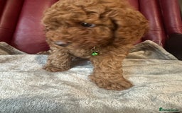 Miniature Poodle dogs for sale: Adorable Miniature Red Poodle Puppies - Image 9