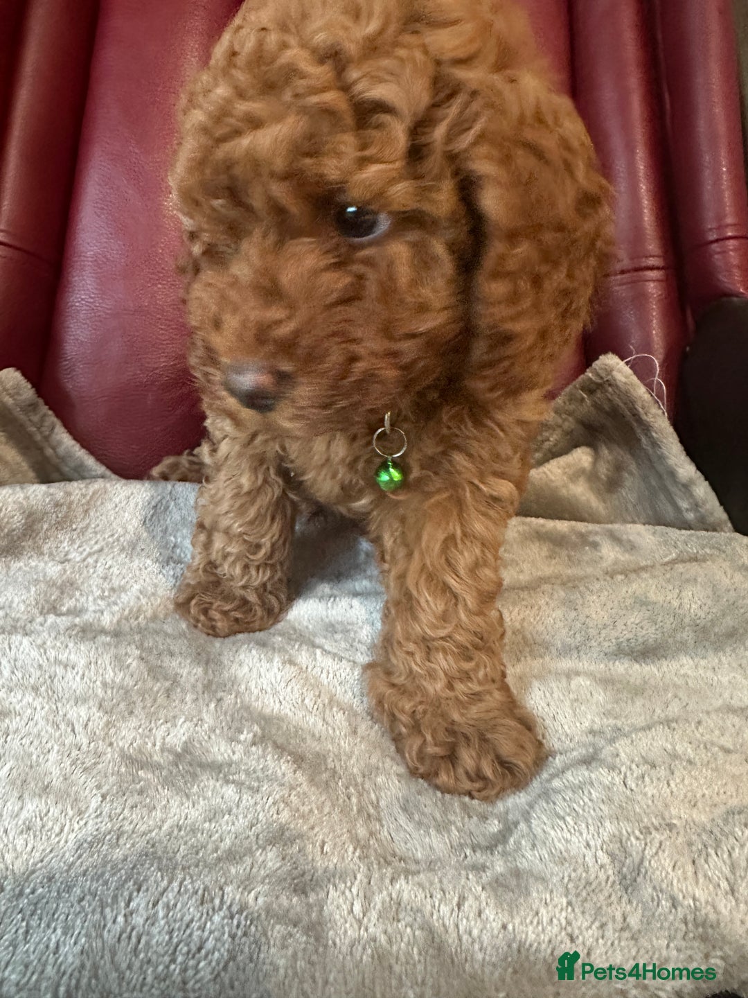 Miniature Poodle dogs for sale: Adorable Miniature Red Poodle Puppies - Image 9