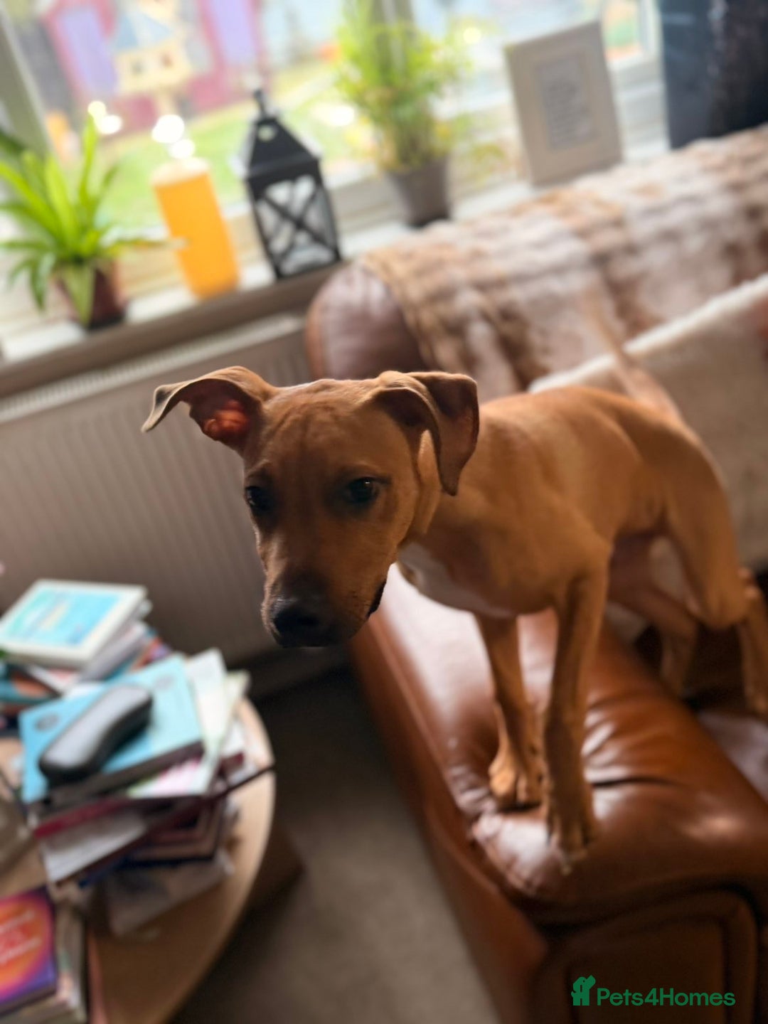 Mixed Breed dogs for sale: Little rottie x staff for sale  - Advert 8