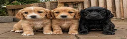 Cocker Spaniel dogs for sale: 1 puppy remaining cocker spaniels ready 07/05 - Advert 15