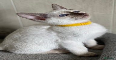 Siamese cats - Advert 5