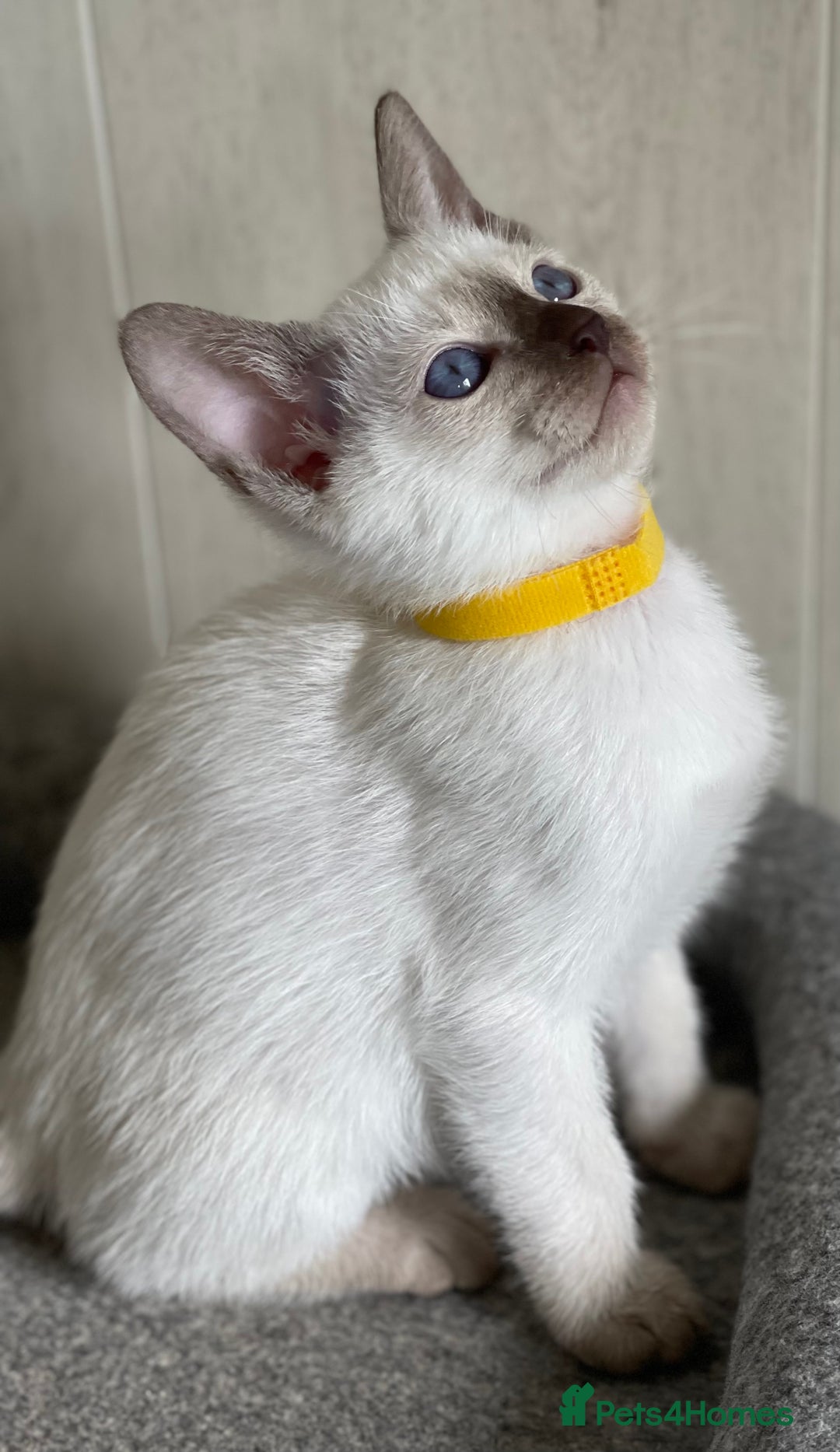 Siamese cats for sale: Stunning GCCF Registered Traditional Siamese.  - Image 3