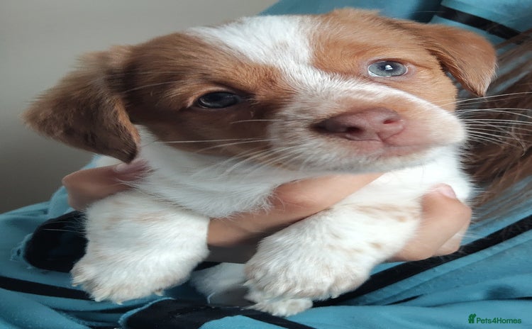 Jack Russell dogs - Advert 6