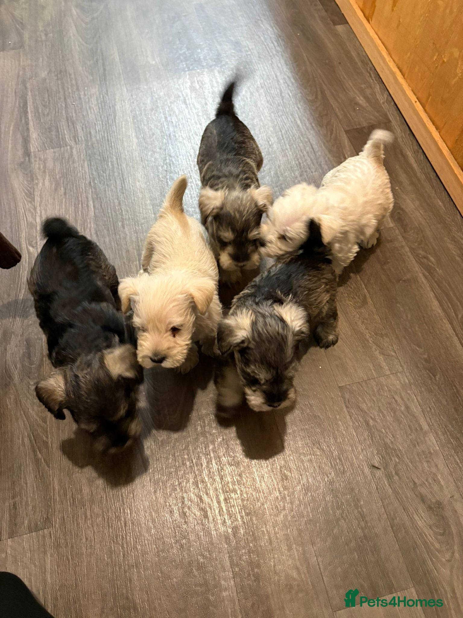 Miniature Schnauzer dogs 💕 stunning miniature schnauzer puppies💕 - Advert 5